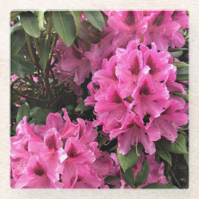 Cynthia Rhododendrons, Oregon Glasuntersetzer (Vorderseite)