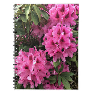 Cynthia Rhododendrons, Oregon Notizblock