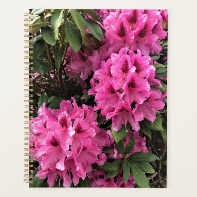 Cynthia Rhododendrons, Oregon Planer (Vorderseite)