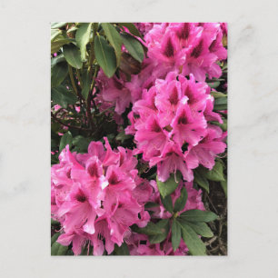 Cynthia Rhododendrons, Oregon Postkarte