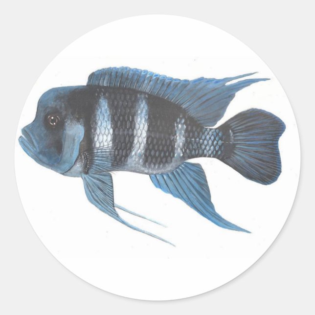 Cyphotilapia frontosa Cichlid-Aufkleber Runder Aufkleber (Vorderseite)