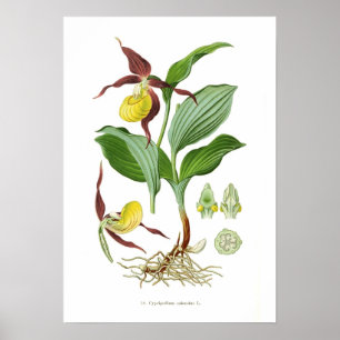 Cyprepedium calceolus poster