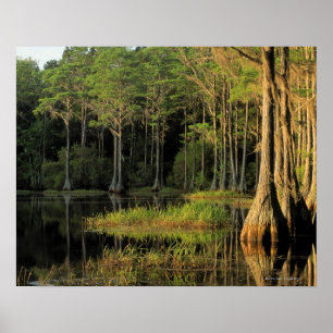 Cypress-Bäume in der Region Bradford , Poster