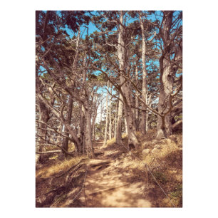 Cypress Forest Fotodruck