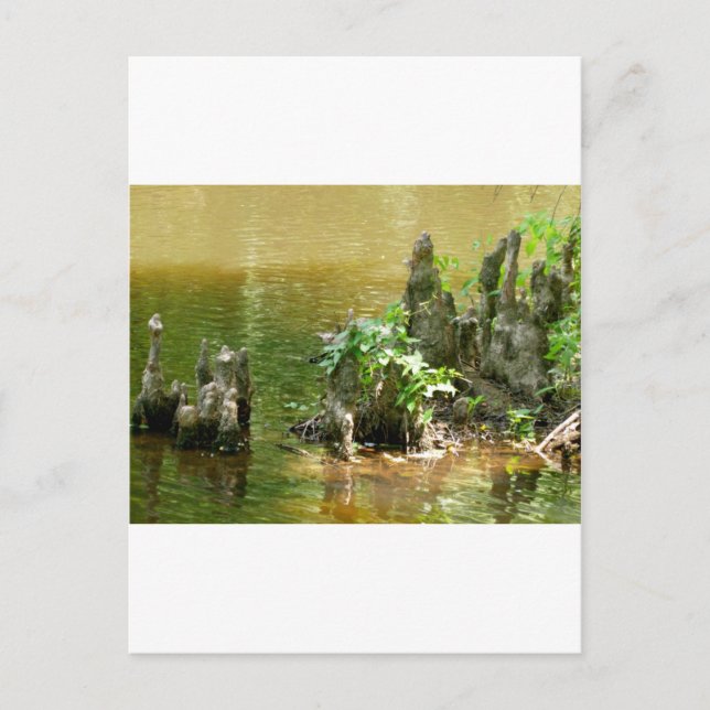 Cypress Knees Postkarte (Vorderseite)