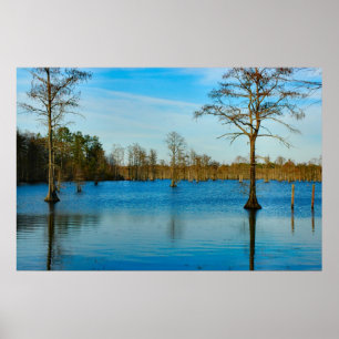 Cypress Lake Poster