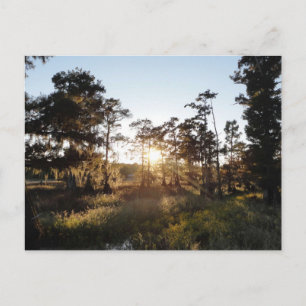 Cypress Lake Postkarte