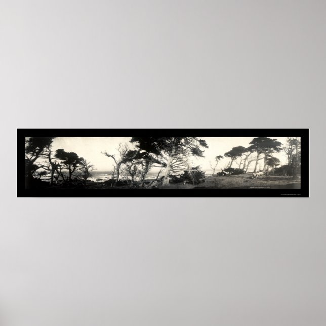 Cypress Point Monterey Foto 1907 Poster (Vorne)
