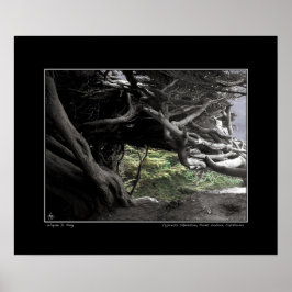 Cypress Skeleton - Poster