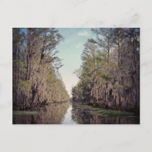 Cypress Suamp: Louisiana Postkarte (Vorderseite)
