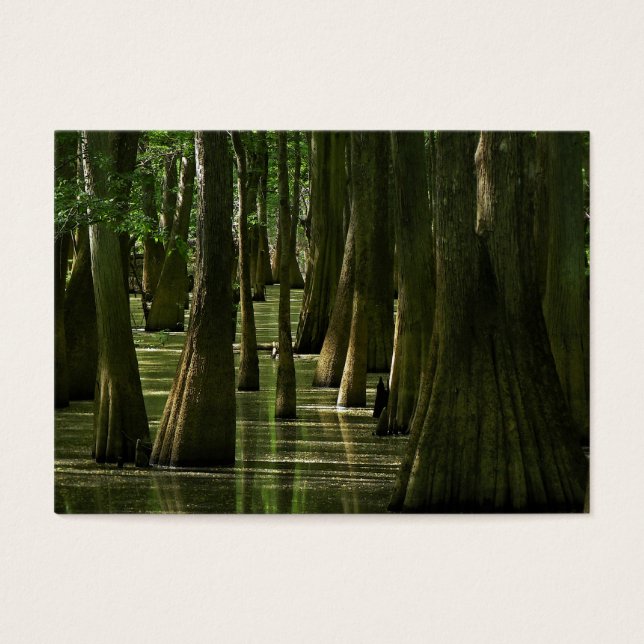 Cypress Swamp ATC Card (Vorderseite)
