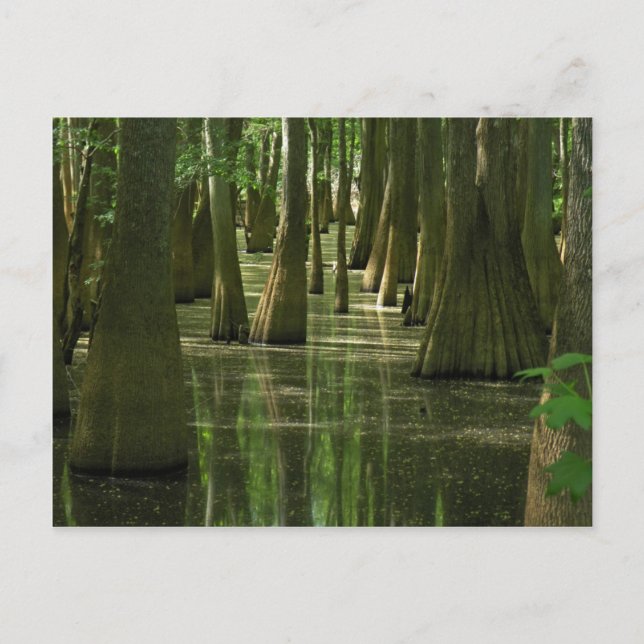 Cypress Swamp Postcard Postkarte (Vorderseite)