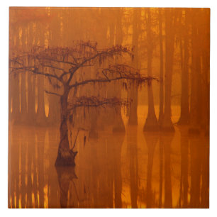 Cypress Trees George Smith Staat Park Fliese