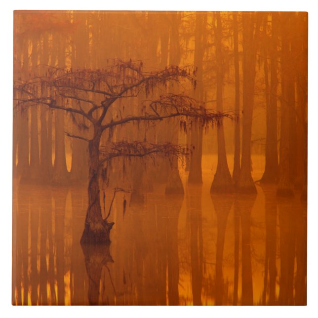 Cypress Trees | George Smith Staat Park Fliese (Vorderseite)