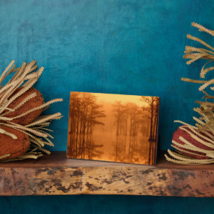 Cypress Trees George Smith Staat Park Fotoplatte