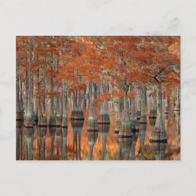 Cypress Trees | George Smith Staat Park, Georgia Postkarte (Vorderseite)