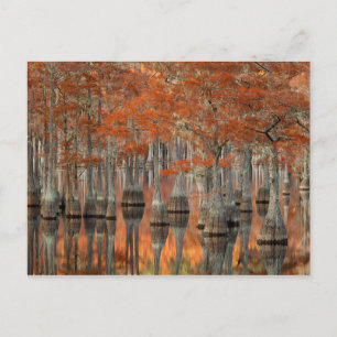 Cypress Trees George Smith Staat Park, Georgia Postkarte