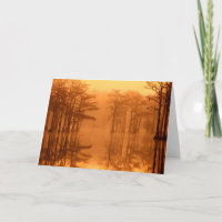 Cypress Trees George Smith Staat Park