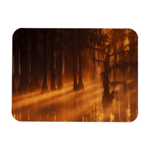 Cypress Trees   George Smith Staat Park Magnet