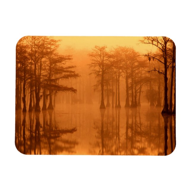 Cypress Trees George Smith Staat Park Magnet (Horizontal)