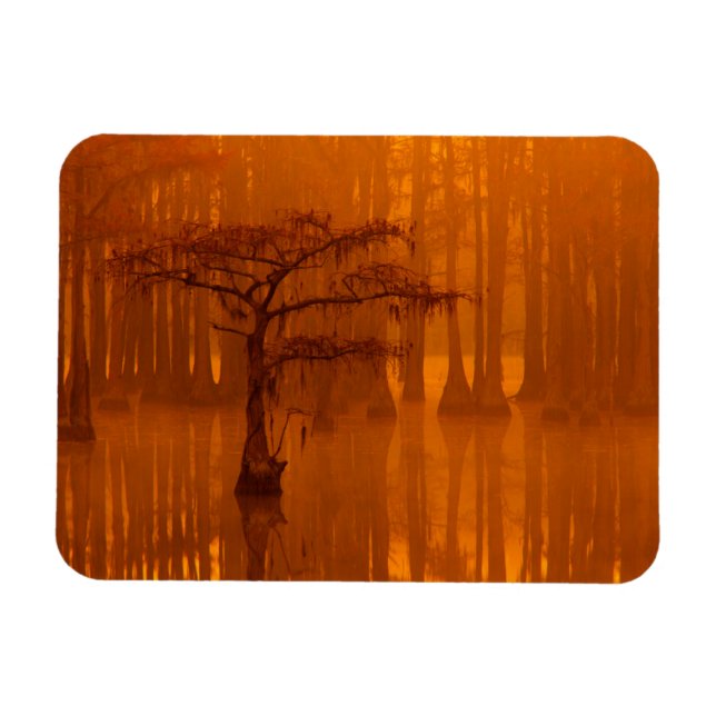 Cypress Trees | George Smith Staat Park Magnet (Horizontal)