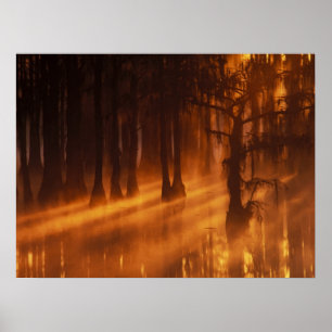 Cypress Trees   George Smith Staat Park Poster