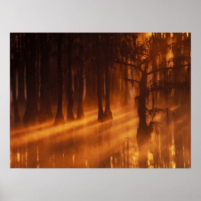 Cypress Trees | George Smith Staat Park Poster (Vorne)