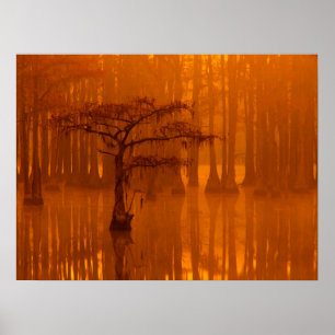 Cypress Trees   George Smith Staat Park Poster