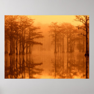 Cypress Trees George Smith Staat Park Poster