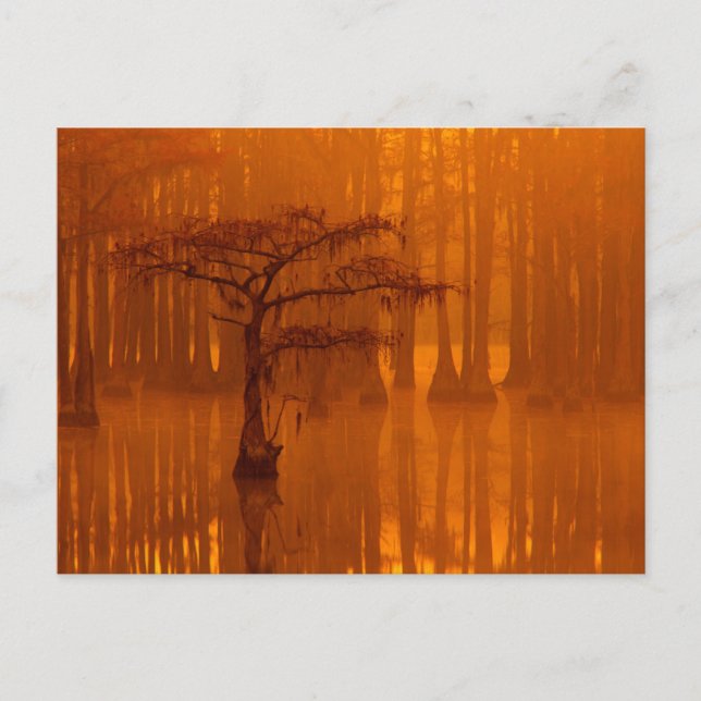 Cypress Trees | George Smith Staat Park Postkarte (Vorderseite)