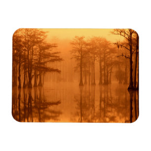 Cypress Trees George Smith State Park Magnet
