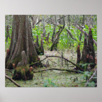 Cypress Trees im Sumpf