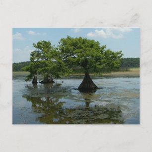 Cypress Trees Postkarte