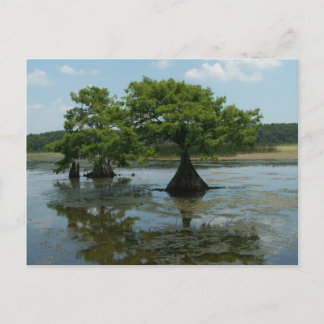 Cypress Trees Postkarte