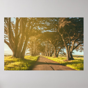 Cypress Tunnel Point Reyes National Seashore Poster