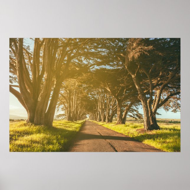 Cypress Tunnel Point Reyes National Seashore Poster (Vorne)