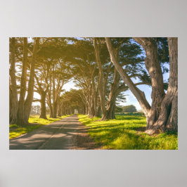 Cypress-Tunnel Poster