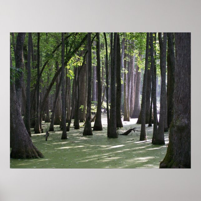 CypressSwampView Poster (Vorne)