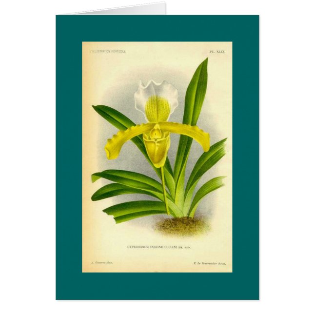 Cypripedium Insigne - Frauenschuh-Orchidee (Vorne)