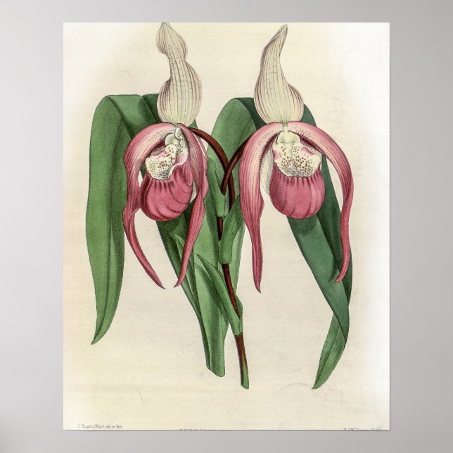 Cypripedium Schroderae Orchidee Poster (Vorne)