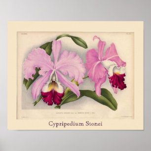 ‚Cypripedium Stonei‘, Linden Orchid Poster