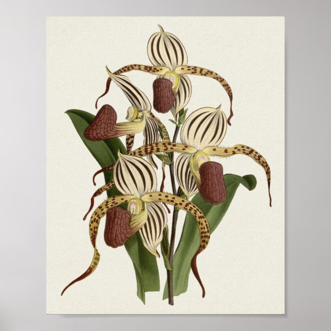 Cypripedium Stonei Poster (Vorne)