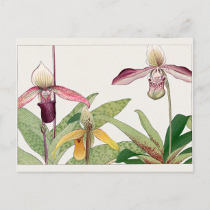 Cypripedium von Tanigami Konan Postkarte