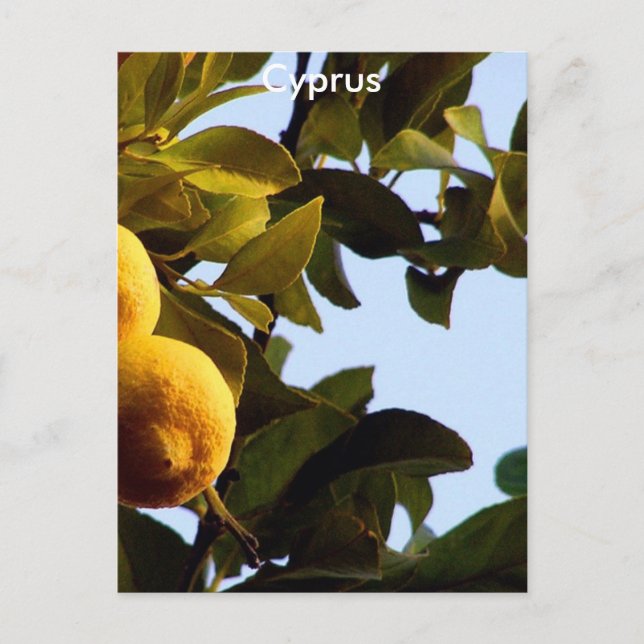 Cyprus Lemon Grove Postkarte (Vorderseite)