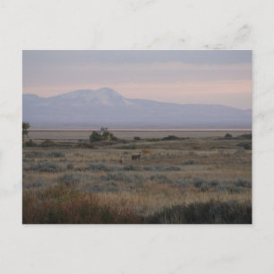 D10 Weißwedelhirsch-Damen Sweet und Grass Hills Postkarte