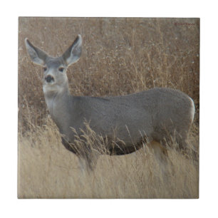 D14 Mule Deer Doe Fliese