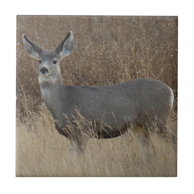 D14 Mule Deer Doe Fliese (Vorderseite)