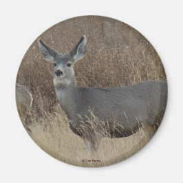 D14 Mule Deer Doe Magnet