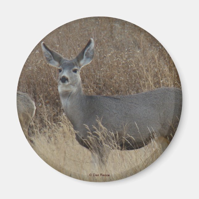 D14 Mule Deer Doe Magnet (Vorne)