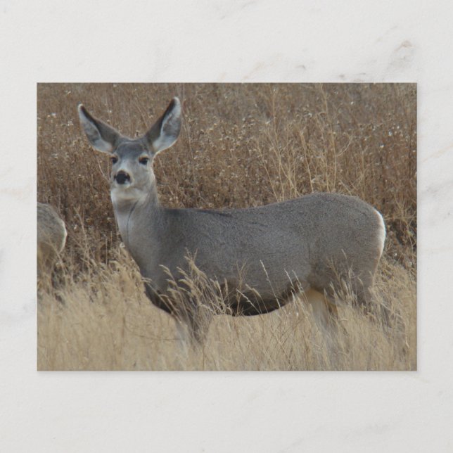 D14 Mule Deer Doe Postkarte (Vorderseite)